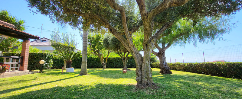 Ulivi secolari nel giardino di Villa Ilaria