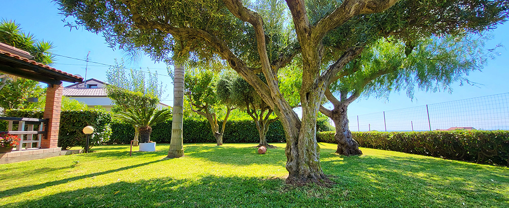 Ulivi nel giardino di Villa Ilaria